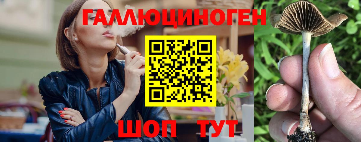 Галлюциногенные грибы Psilocybe Черняховск